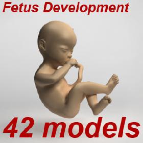 Fetus collection - 42 development stages from ovary to newborn